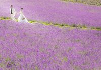 富良野　フォトウェディング