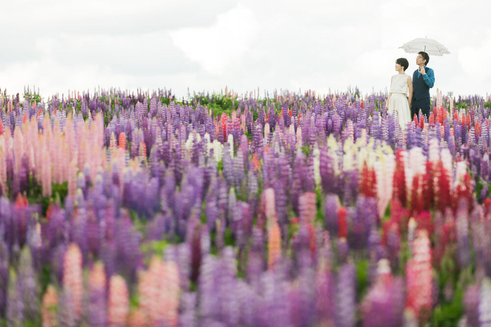 hokkaido flower photo